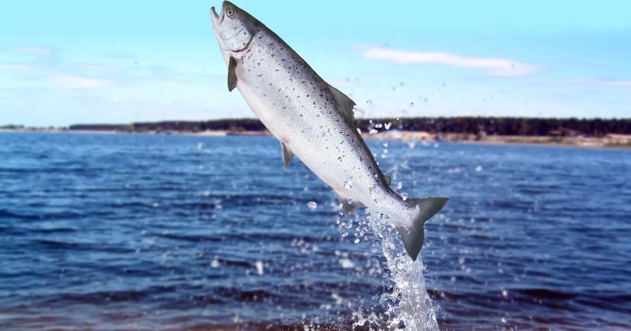 Łosoś w Bałtyku: Czy wciąż tam jest i jak go odróżnić? Łosoś w Bałtyku: Czy wciąż tam jest i jak go odróżnić?