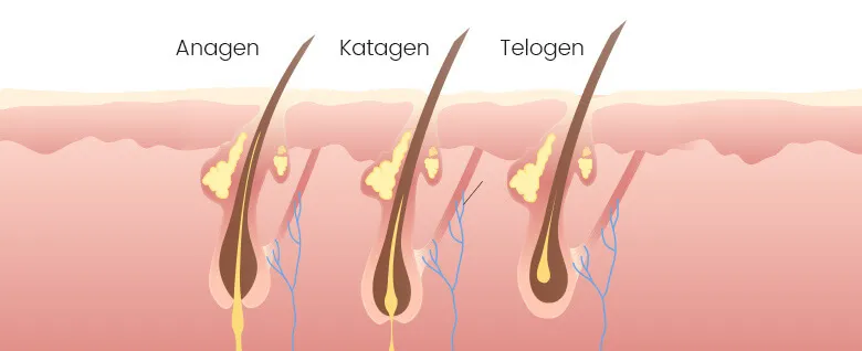 Jak długo rosną rzęsy? Fakty, które zaskoczą każdą kobietę