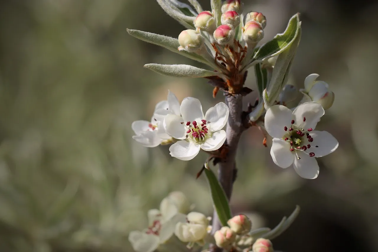 Kiedy kwitnie grusza? Odkryj tajemnice jej pięknego kwitnienia