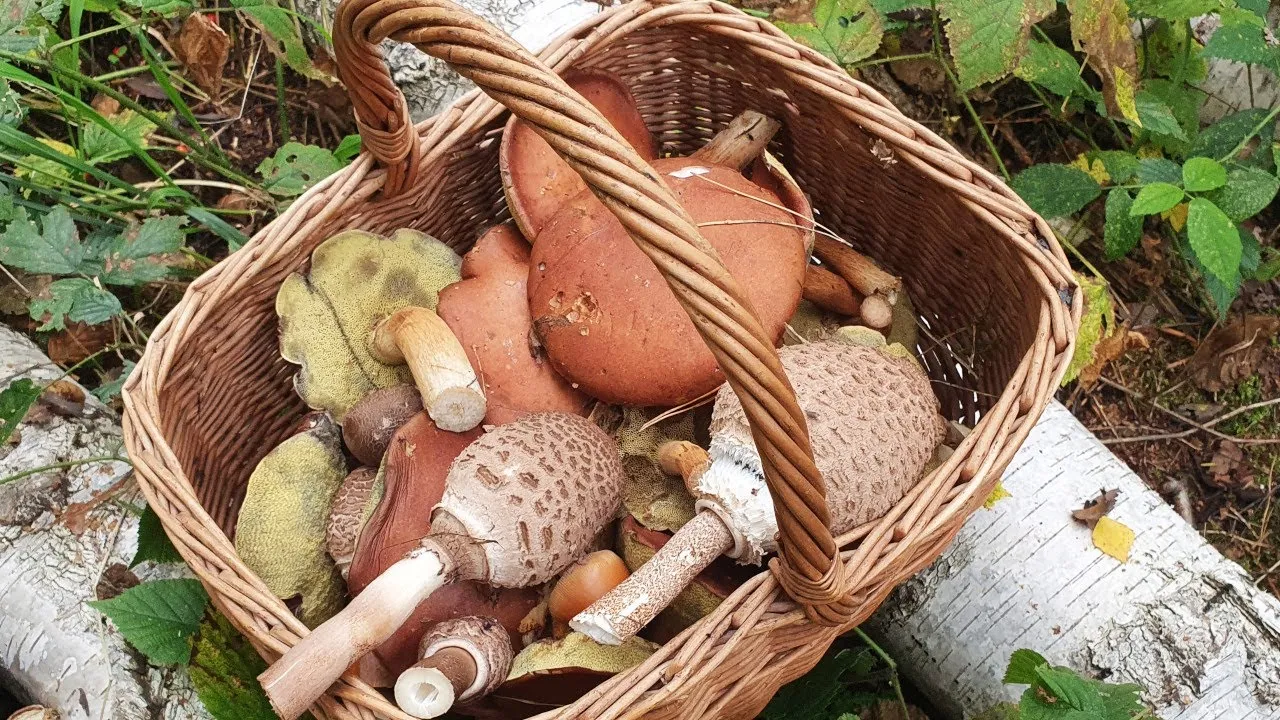 Jak rozmnażają się grzyby leśne? Odkryj fascynujące metody ich życia