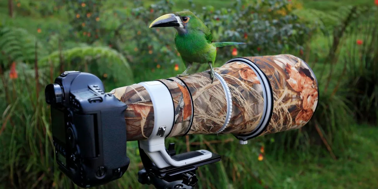 Jak fotografować przyrodę? Najlepsze techniki i porady dla amatorów