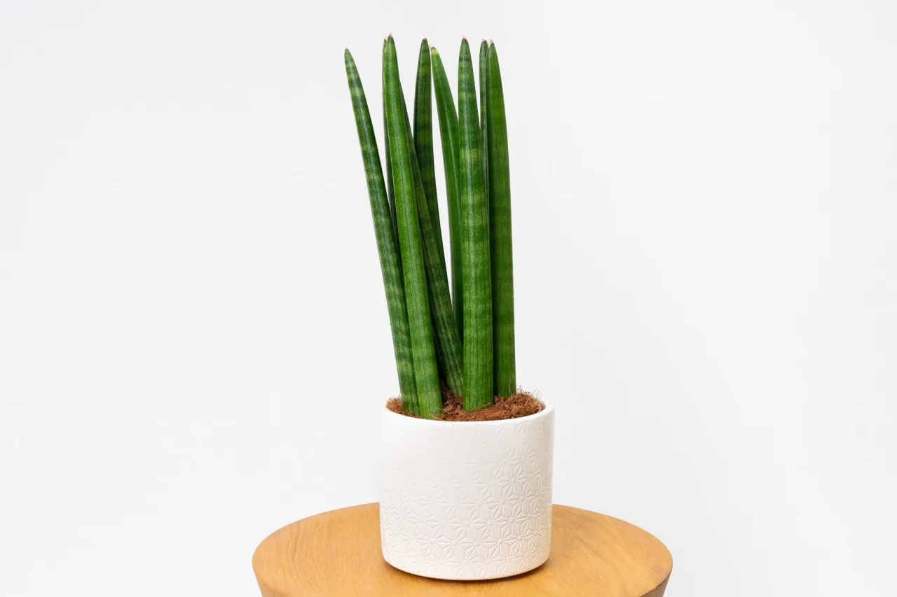 Jak pielęgnować kwiat sansewieria, aby uniknąć problemów z jego wzrostem