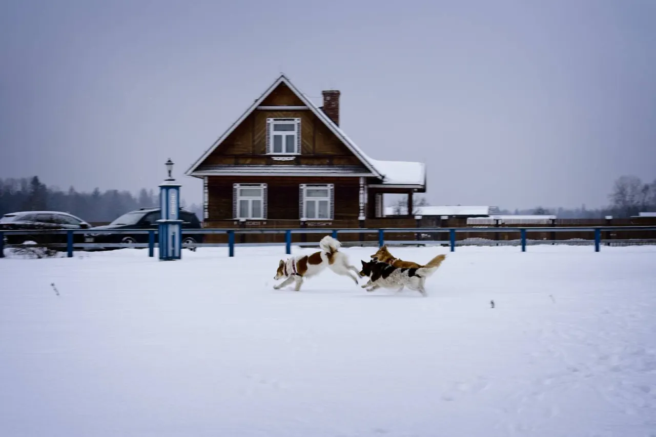 Zimowe atrakcje w Białowieży: Co robić i gdzie się bawić w zimowej scenerii