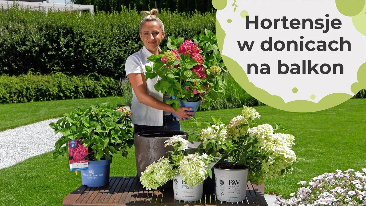 Jak podlewać hortensje w doniczce, by uniknąć ich więdnięcia