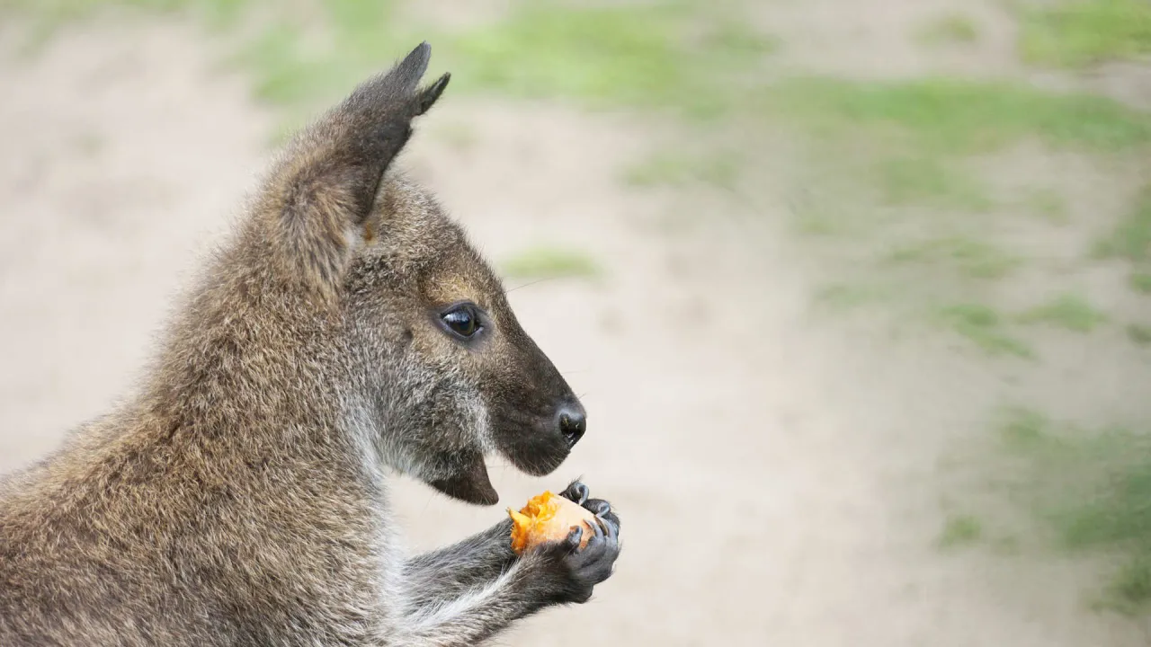 Czym się żywi kangur? Odkryj sekrety ich diety i preferencji żywieniowych