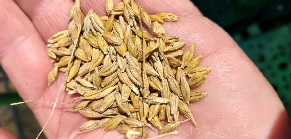 Ile kosztuje kwintal jęczmienia w Radomiu? Ceny, które zaskakują