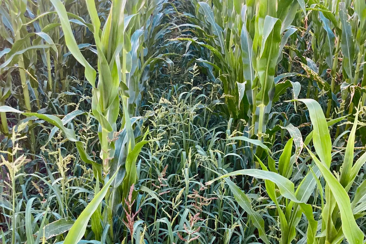 Jak skutecznie zwalczać proso chwast i chronić swoje uprawy