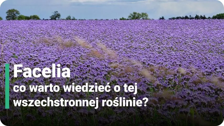Facelia kiedy kwitnie – poznaj tajemnice jej długiego kwitnienia