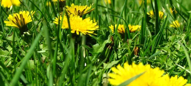 Jak skutecznie zwalczać żółty chwast polny w uprawach rolnych