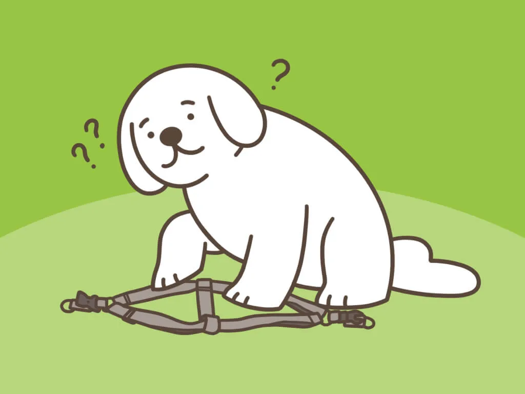 Jak założyć psu szelki - prosta instrukcja krok po kroku