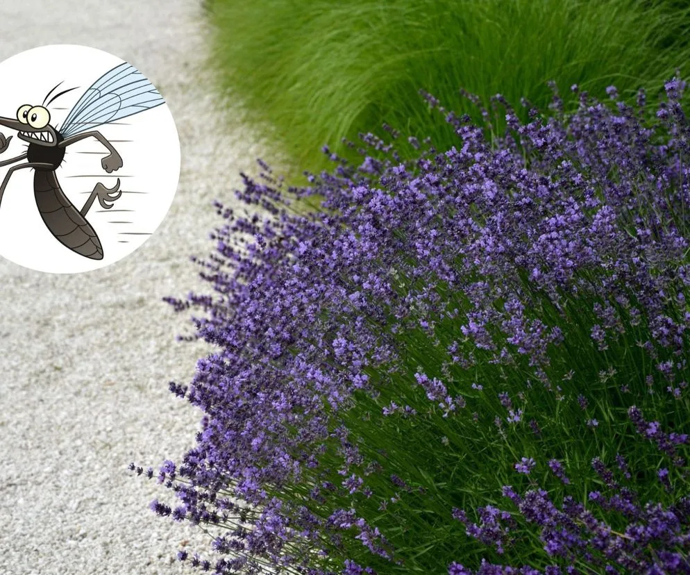 Naturalne sposoby na odstraszanie komarów w ogrodzie, które naprawdę działają