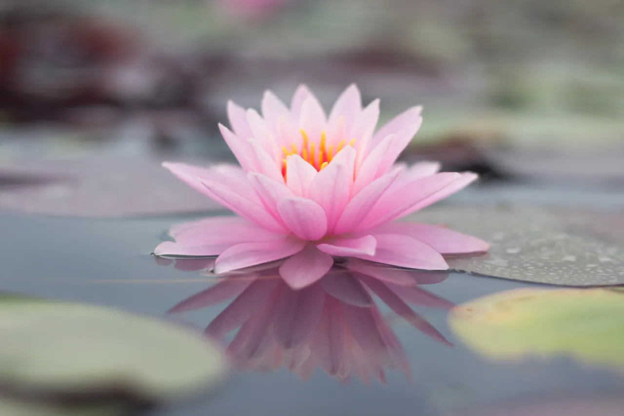 Co oznacza kwiat lotosu? Odkryj jego głębokie symboliczne znaczenie