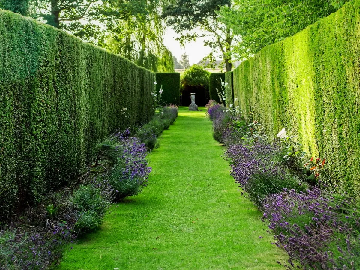 Alternatywy na ogrodzenie zamiast tui – piękne i łatwe w pielęgnacji rośliny