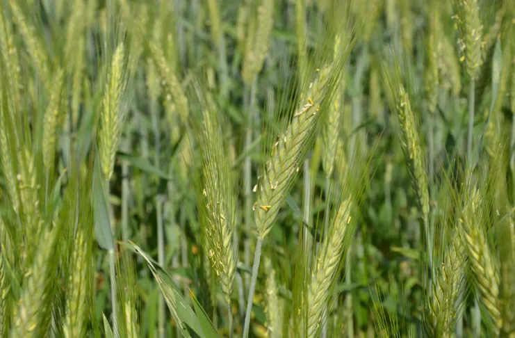 Jak kwitnie pszenica i dlaczego to kluczowy etap w uprawie?