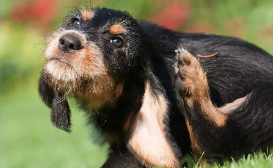 Pies wygryza sierść – skuteczne sposoby na swędzenie i rany