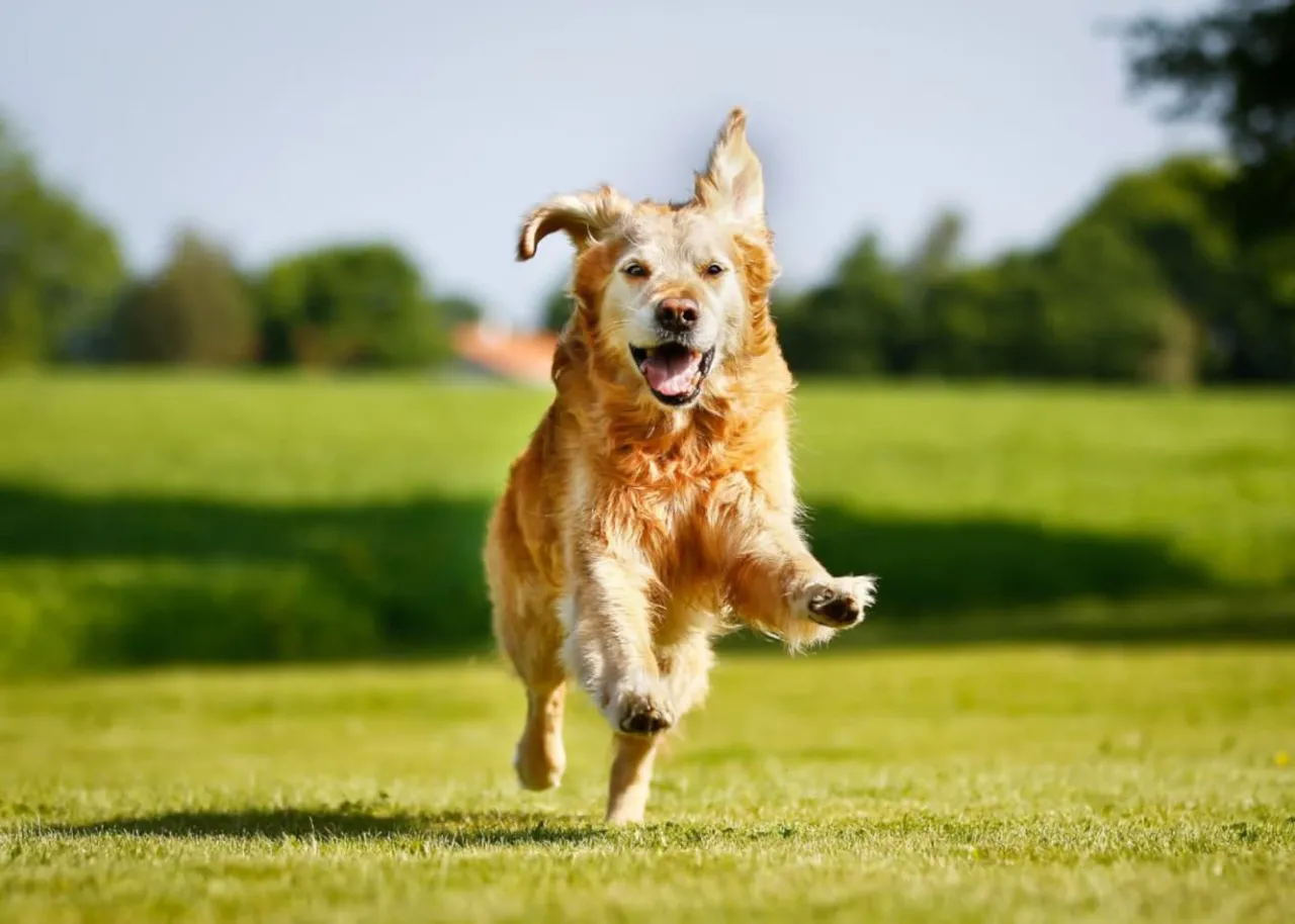 Czym się różni golden retriever od labradora? Kluczowe różnice i porady