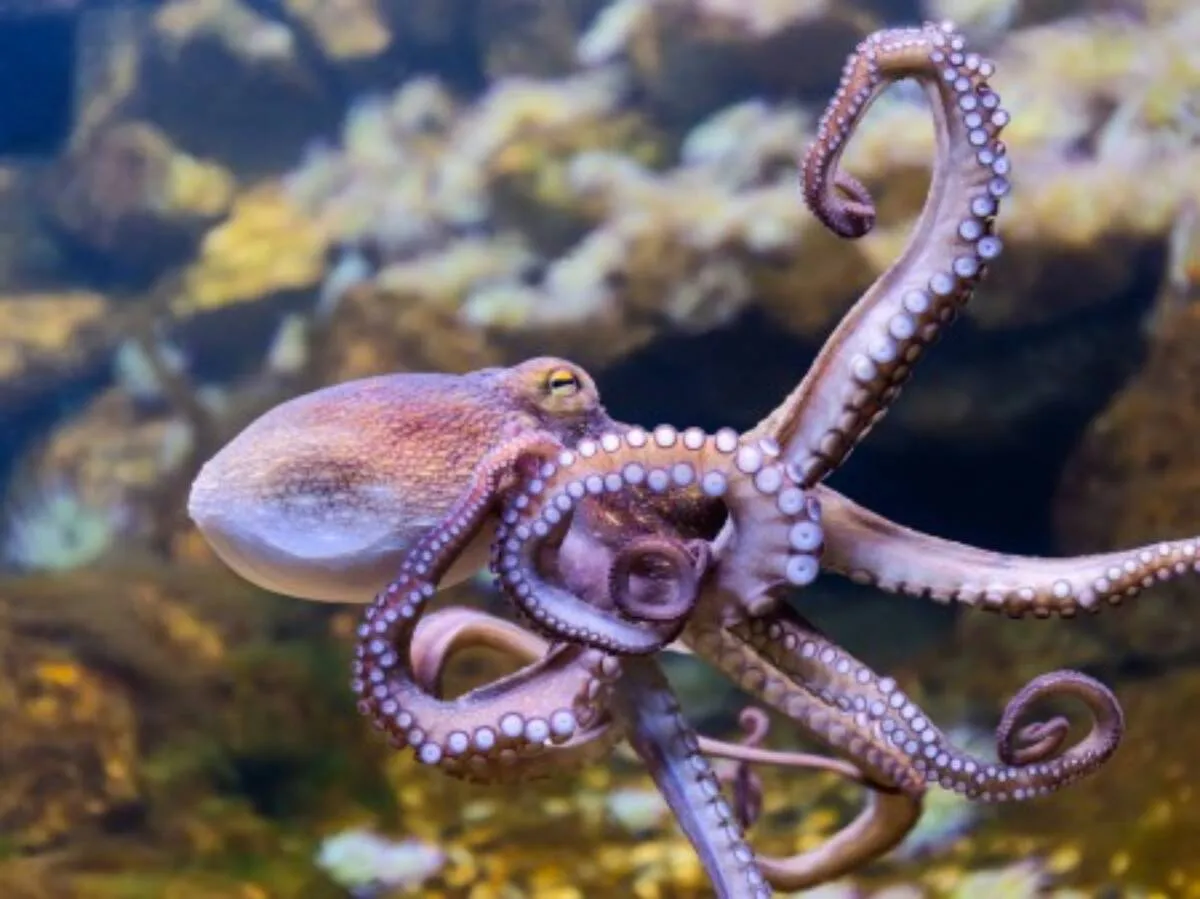 Jak rozmnażają się ośmiornice? Miłość aż po grób.
