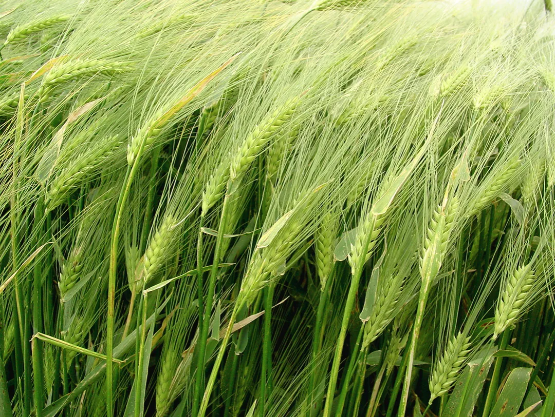 Tajemnice kłosów zbóż: budowa i znaczenie w rolnictwie