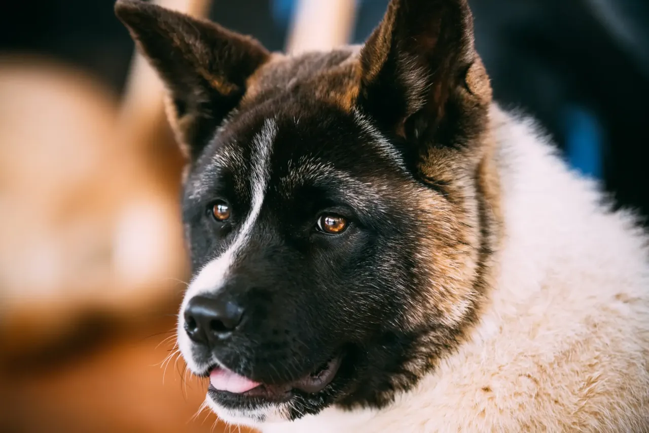 Ile kosztuje Akita? Pełny przewodnik po kosztach zakupu i utrzymania