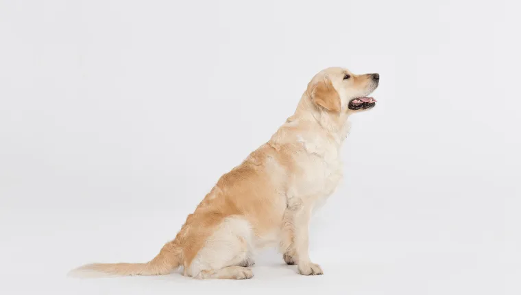 Ile trwa cieczka u golden retrievera? Poznaj kluczowe informacje