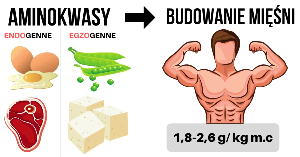 Białko dla sportowców: Ile g/kg m.c. na masę i redukcję?