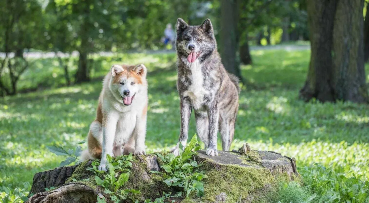 Akita Inu ile żyje? Odkryj tajemnice długowieczności tej rasy
