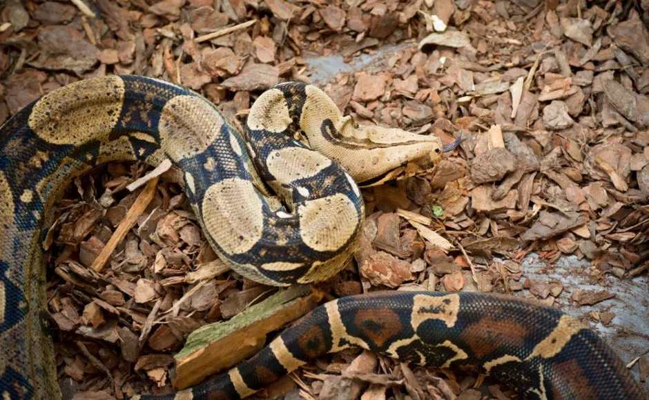 Czym się żywi boa dusiciel? Odkryj tajemnice jego diety