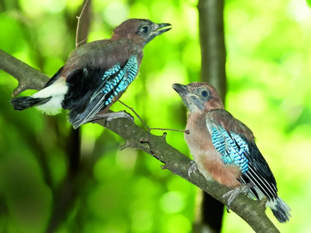 Sójki zimują w Polsce? Fakty, mity i strategie przetrwania