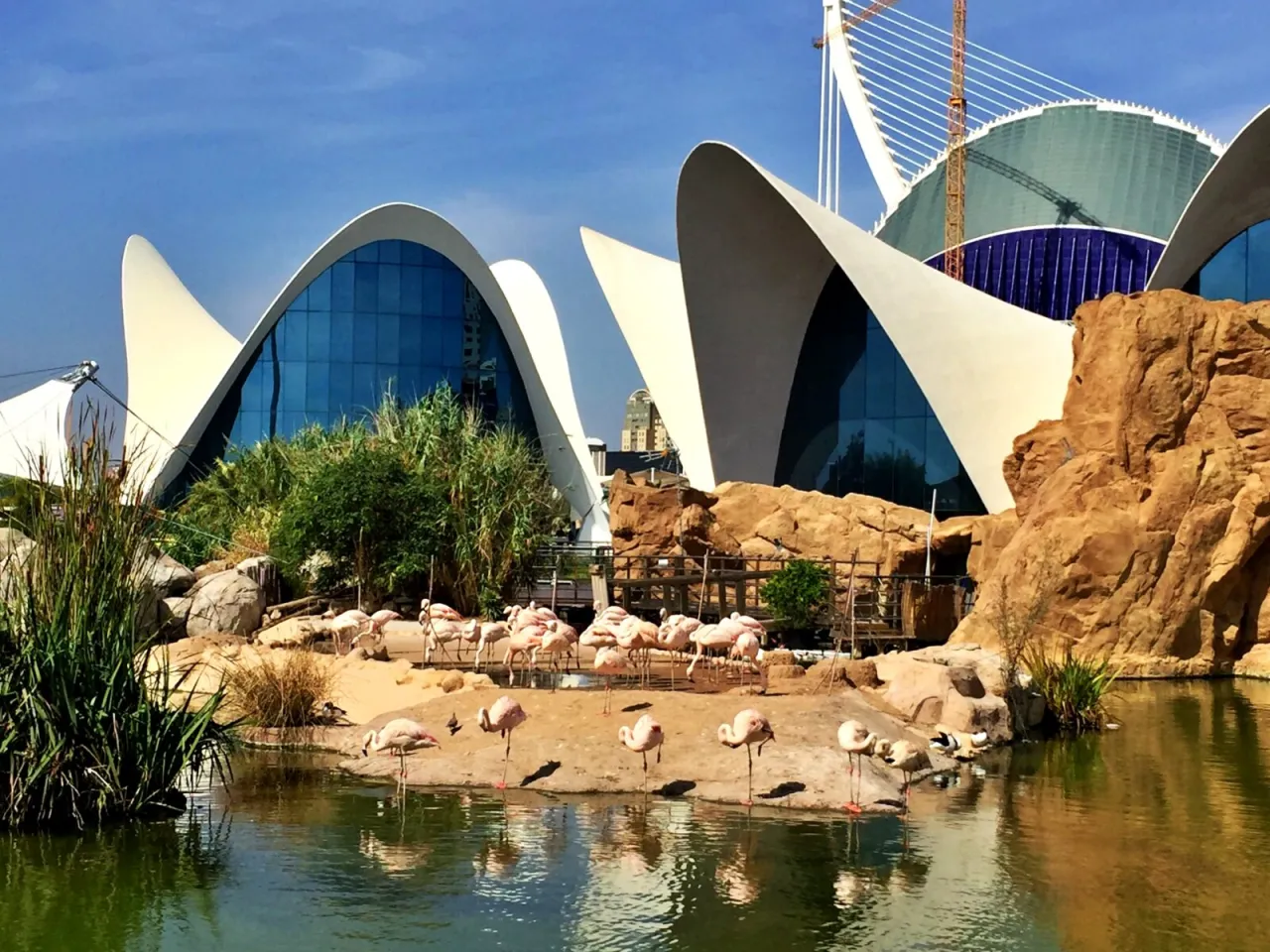 Oceanarium w Walencji: Niezapomniane atrakcje i tajemnice mórz