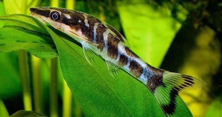 Rybki które czyszczą akwarium - najlepsze gatunki do walki z glonami