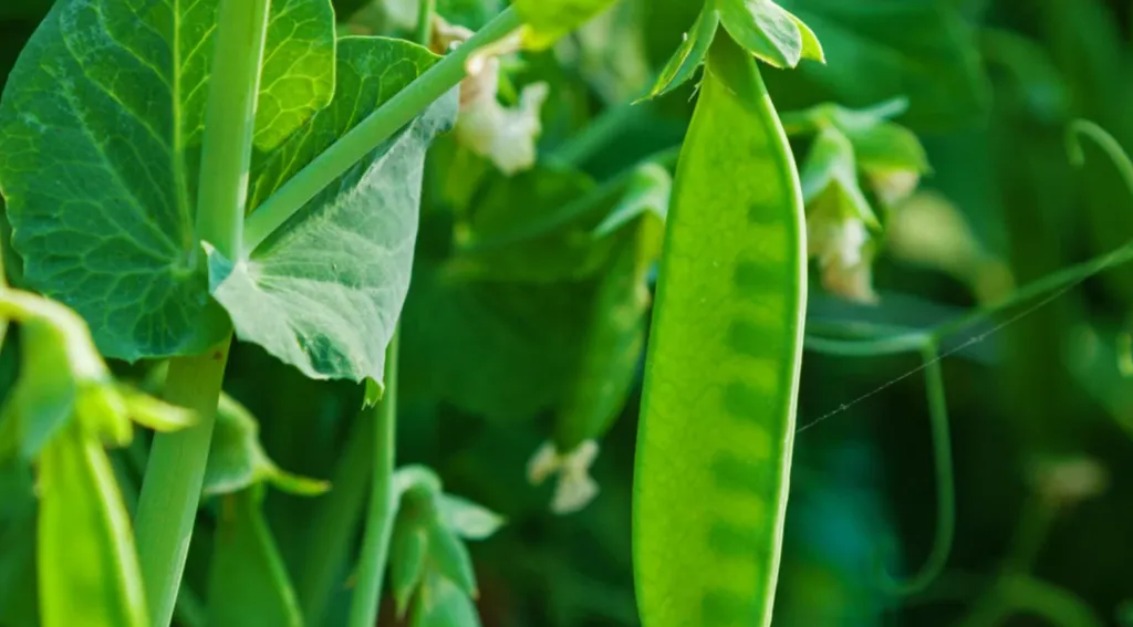 Uprawa groszku cukrowego w doniczce: Kluczowe wskazówki
