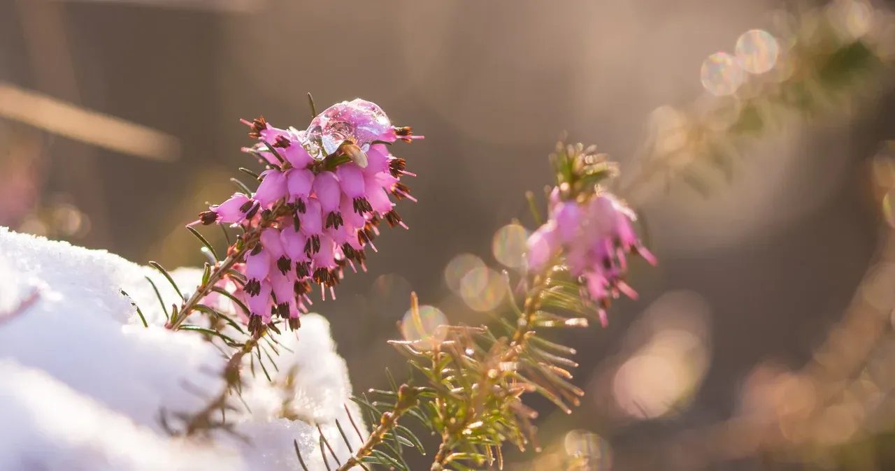 Wrzosiec kiedy kwitnie - poznaj terminy kwitnienia różnych gatunków