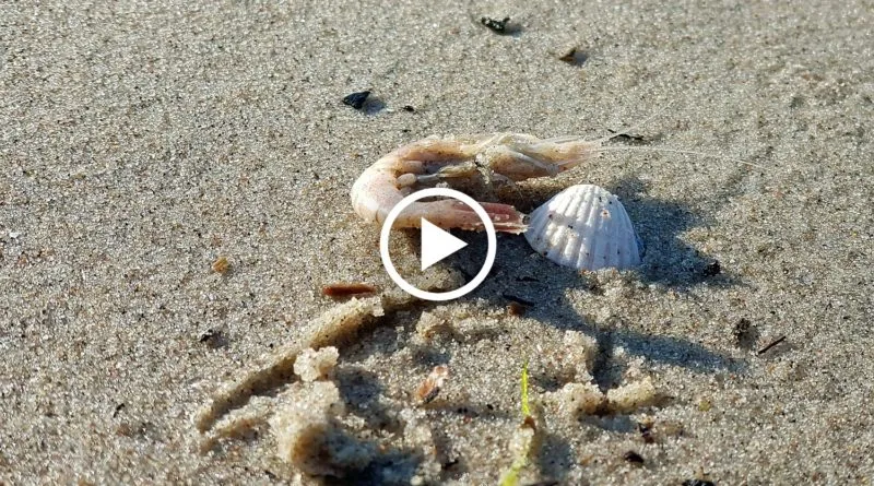 Czy w Bałtyku są krewetki? Odkryj ich fascynujący świat i gatunki