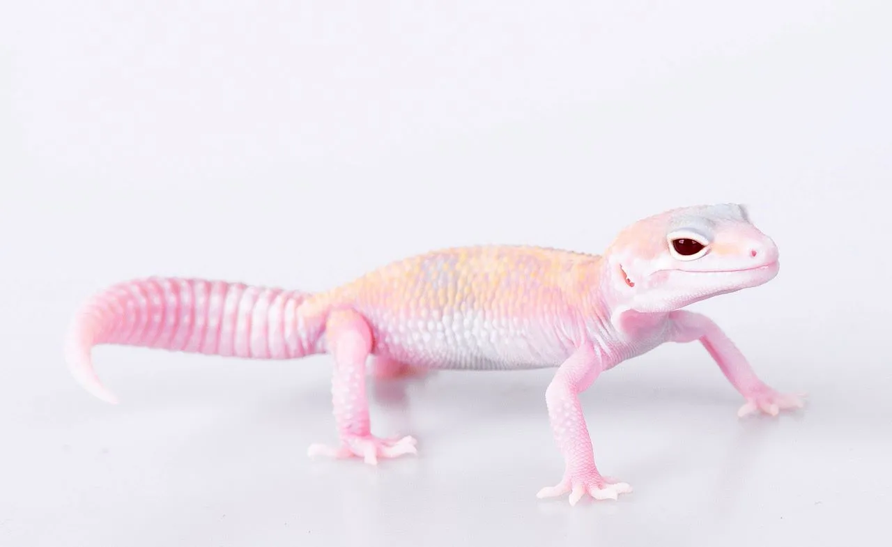 Ile powinien ważyć gekon lamparci? Sprawdź, czy twój jest zdrowy