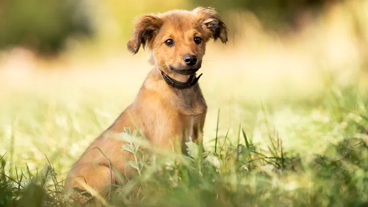 Kiedy odrobaczać szczeniaka, aby zapewnić mu zdrowie i bezpieczeństwo