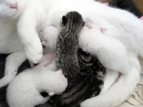 Jak długo kotka opiekuje się młodymi? Kluczowe etapy rozwoju kociąt