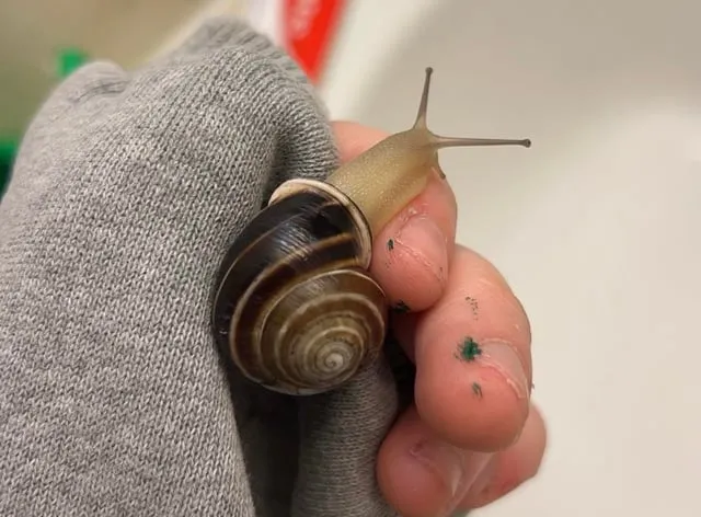 Czy ślimaki przenoszą choroby na ludzi? Oto, co musisz wiedzieć