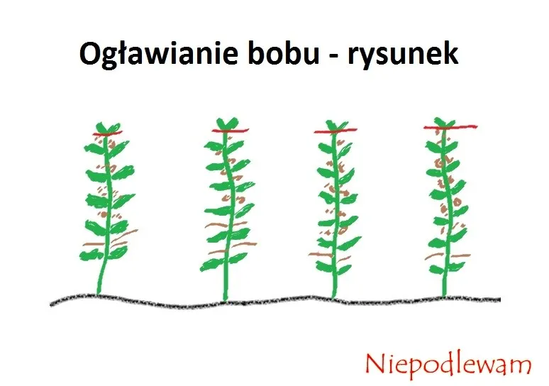 Kiedy siać bób? Klucz do obfitych zbiorów i ochrony przed mszycami