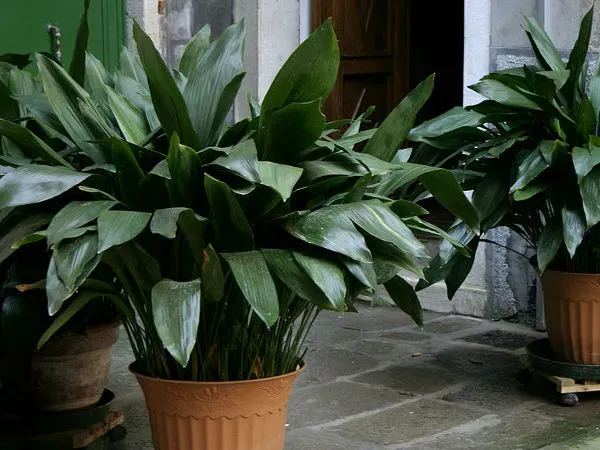 Kwiat który lubi ciemno: najlepsze rośliny do ciemnych pomieszczeń