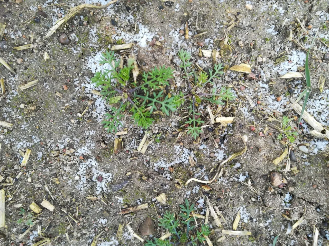 Chwast podobny do rumianku: jak go rozpoznać i zwalczać?