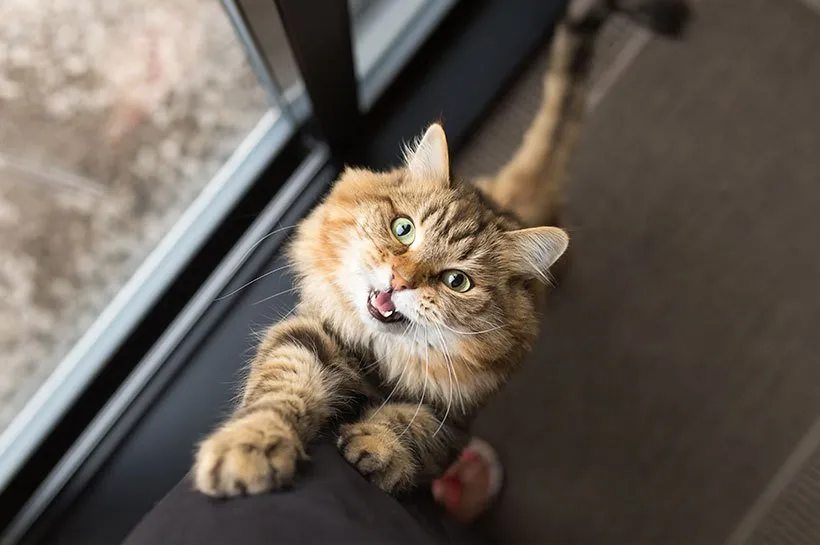 Ile dni trwa ruja u kotki? Poznaj zaskakujące różnice w czasie trwania