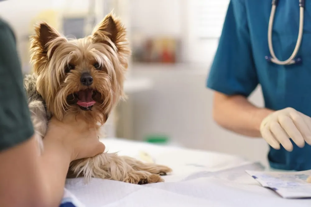 Co na ból dla psa: bezpieczne leki i naturalne metody łagodzenia bólu Co na ból dla psa: bezpieczne leki i naturalne metody łagodzenia bólu