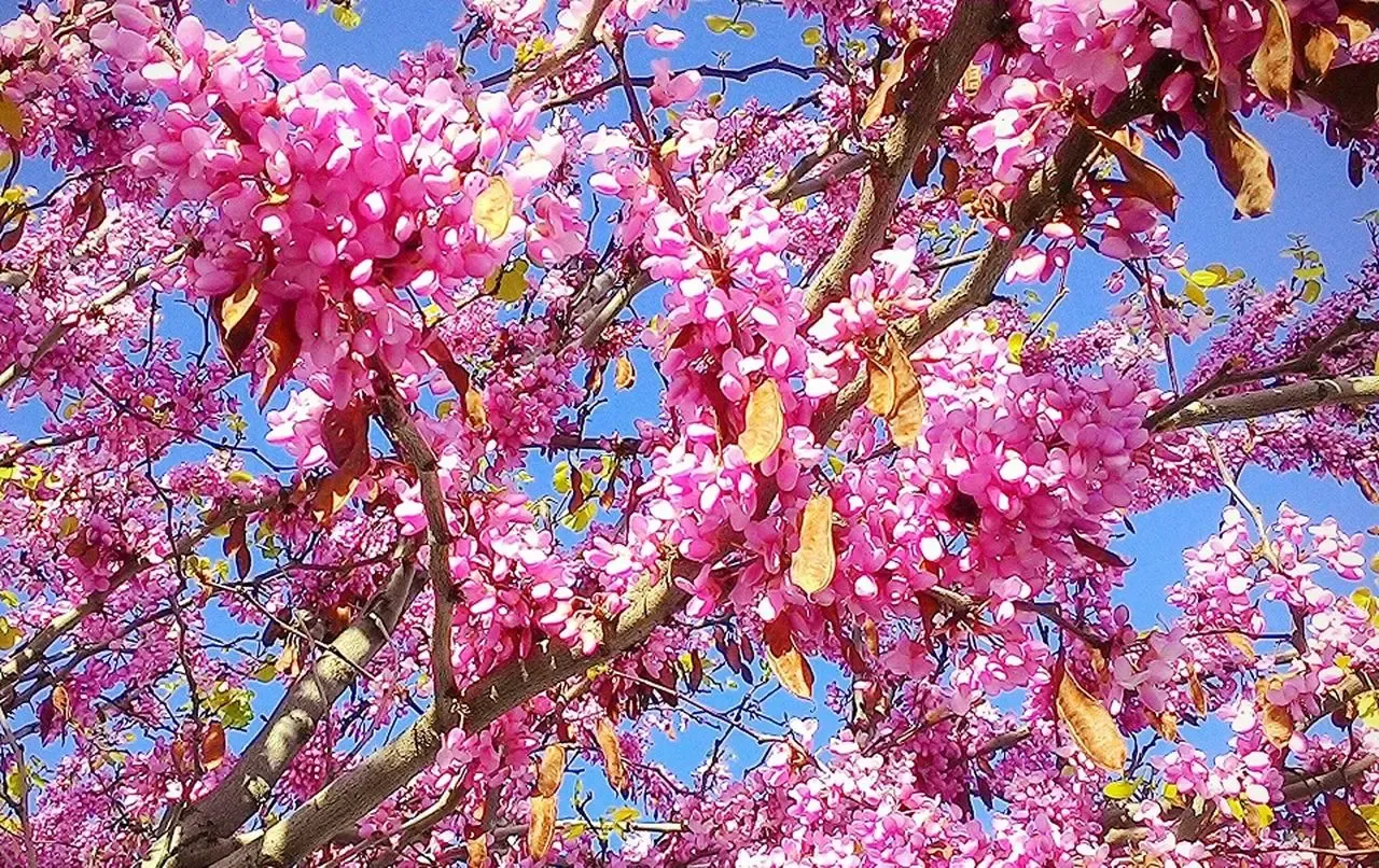 Kiedy sadzić judaszowiec kanadyjski, aby uniknąć niepowodzeń?