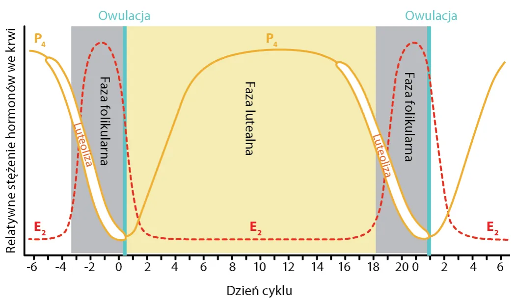 Zapłodnienie krowy: Skuteczne metody i cykl rujowy w hodowli