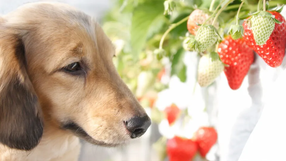 Czy pies może jeść truskawki? Bezpieczne zasady i porady dla właścicieli