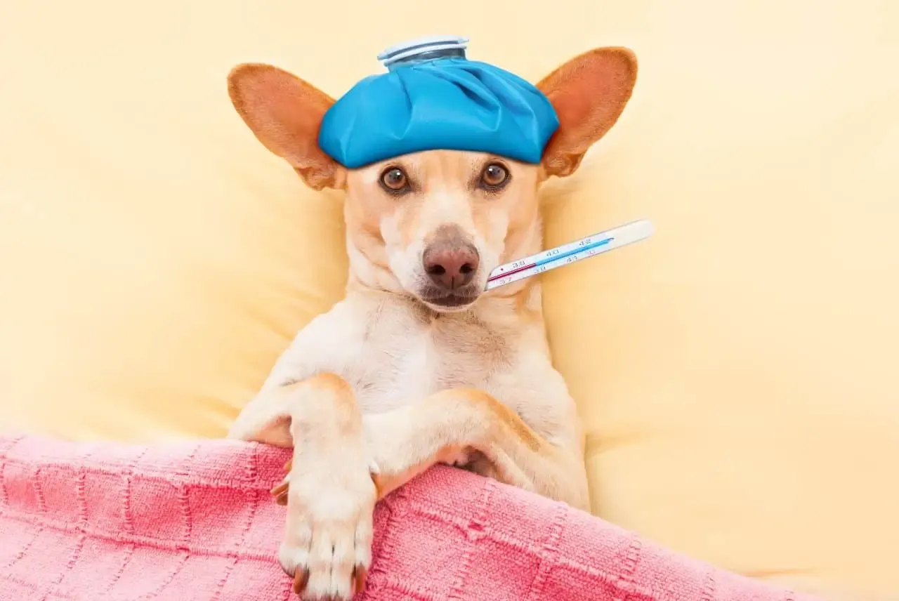 Kaszel kenelowy u psa: Jak leczyć? Zaraźliwość i czas trwania Kaszel kenelowy u psa: Jak leczyć? Zaraźliwość i czas trwania