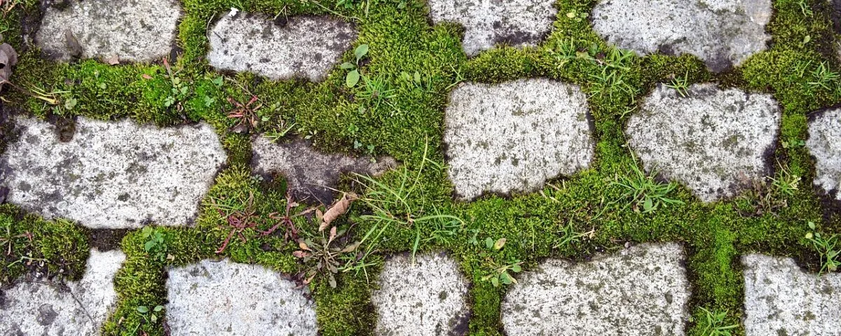 Jak usunąć mech z betonu - skuteczne metody i porady na przyszłość Jak usunąć mech z betonu - skuteczne metody i porady na przyszłość