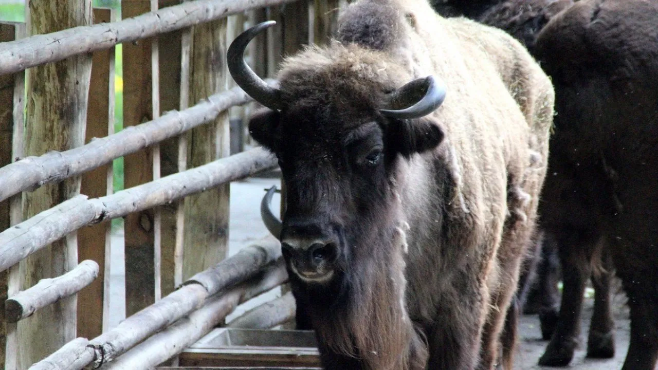 Żubry w Gołuchowie: Spotkaj króla polskich puszcz na żywo