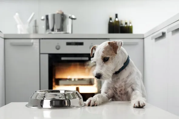 Ryż czy ziemniaki dla psa? Ekspert radzi, co wybrać dla pupila