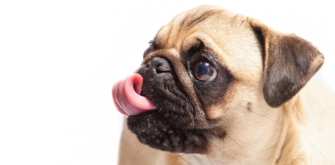 Czy można podawać psu witaminy dla ludzi? Dowiedz się, dlaczego to niebezpieczne